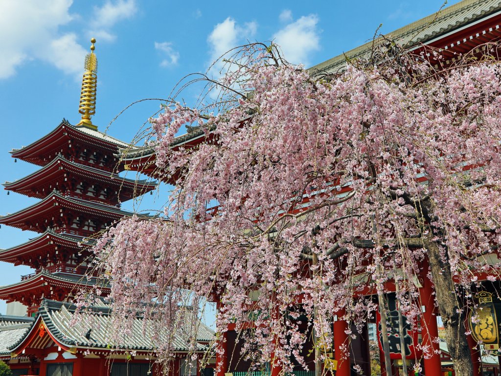 TÜRK HAVA YOLLARI İLE 7 GECE SAKURA ZAMANINDA MASAL ÜLKESİ JAPONYA